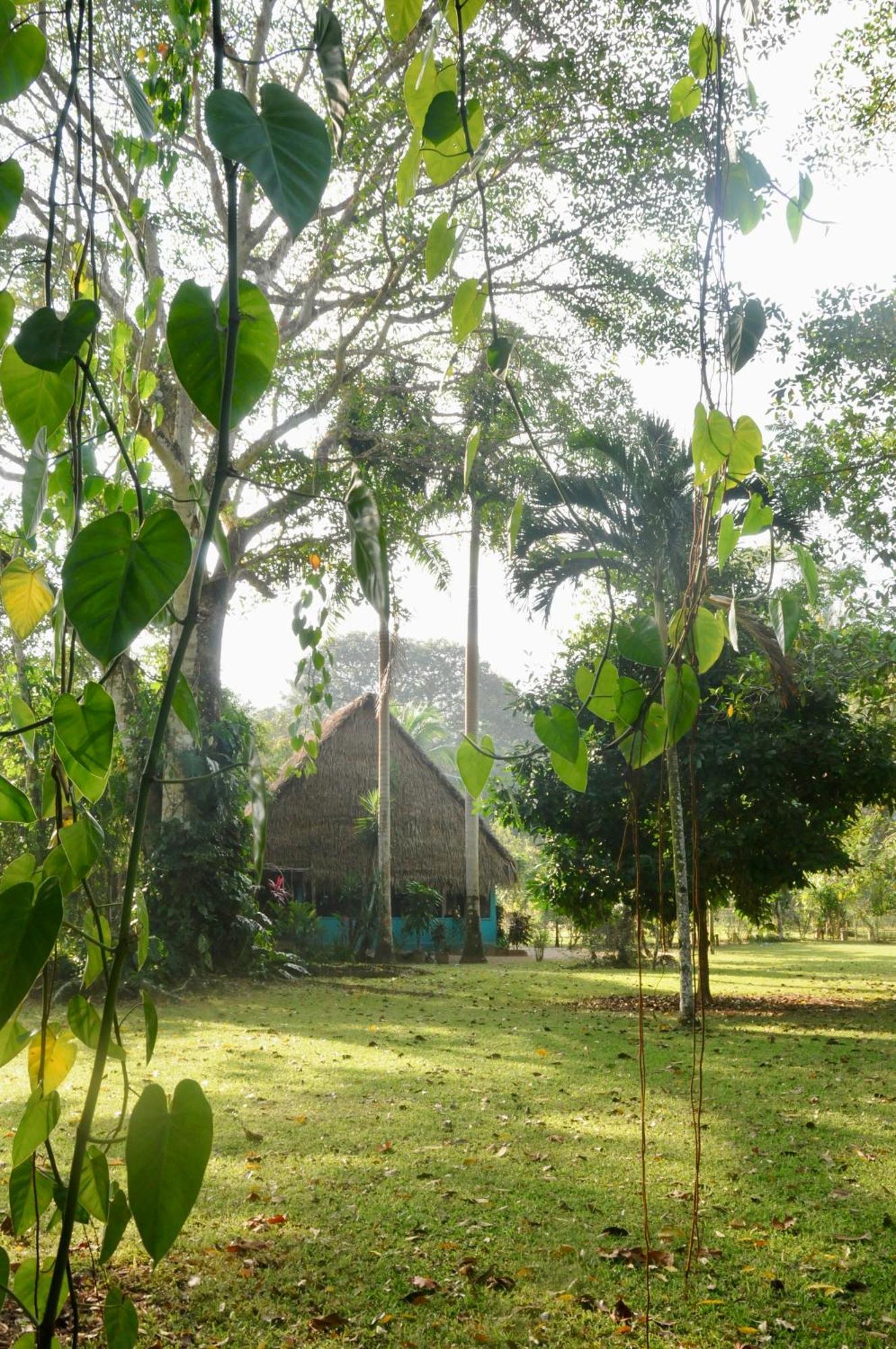 Bocawina Rainforest Resort Hopkins Eksteriør billede