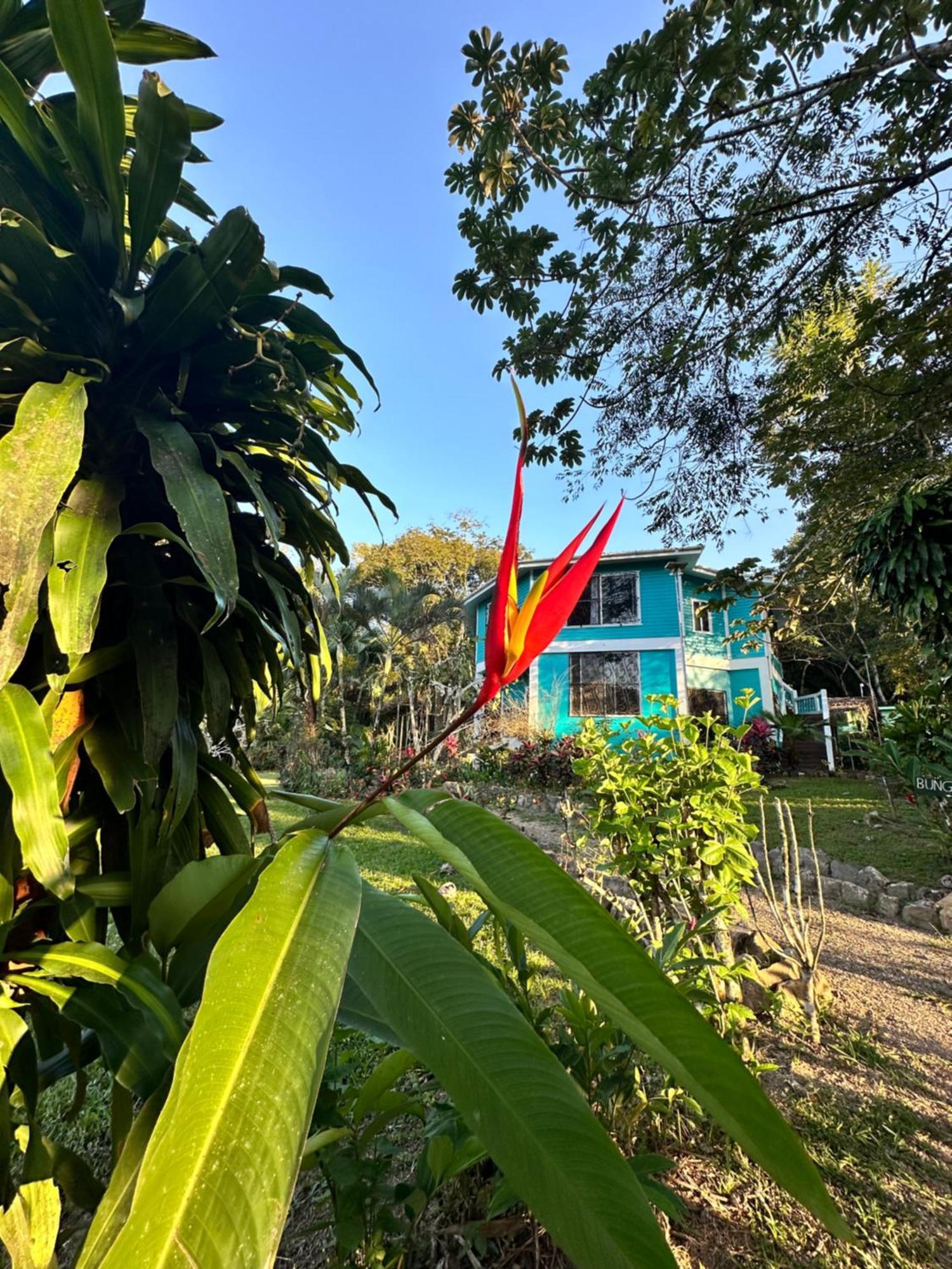 Bocawina Rainforest Resort Hopkins Eksteriør billede